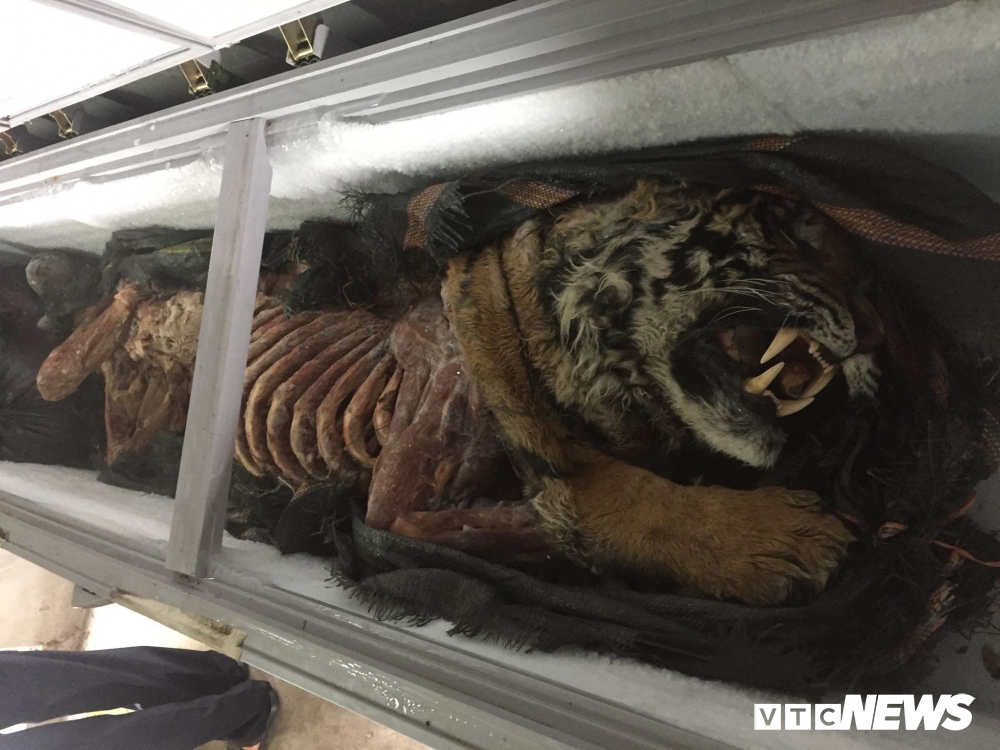 Kỹ nghệ nấu cao hổ, trò lừa tinh vi và những cách ghê rợn đưa hổ về Việt Nam-1