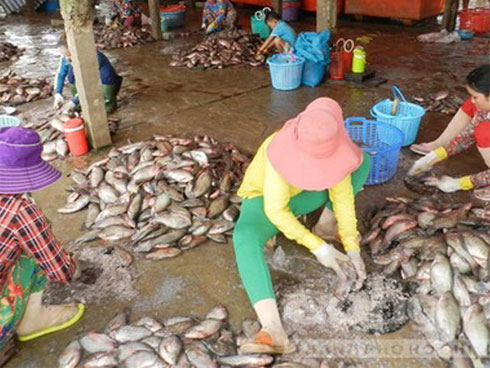 Loại quả gai mọc dại ở Việt Nam khi gia công có giá đắt không tưởng-3