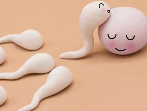 Chuyện chưa kể về cuộc đua của tinh trùng: Nhẩn nha, thoải mái, khốc liệt và không phải càng nhiều càng tốt