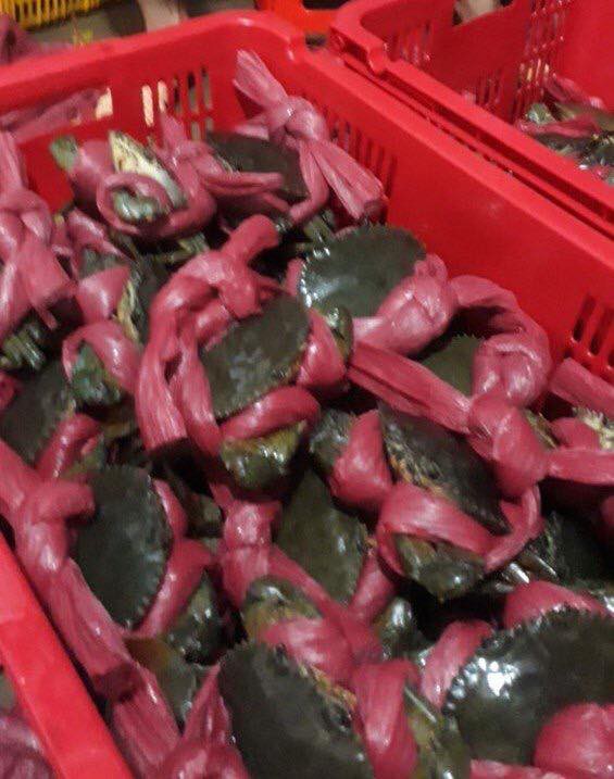 Mua được cua rẻ, thanh niên ngao ngán phát hiện sự thật sau khi mở dây buộc-2