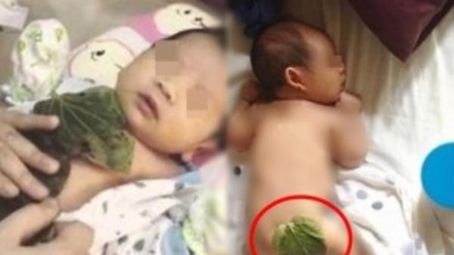 Dùng lá trầu không làm theo cách này, bé quấy khóc cũng sẽ ngủ một mạch liền tới sáng-1