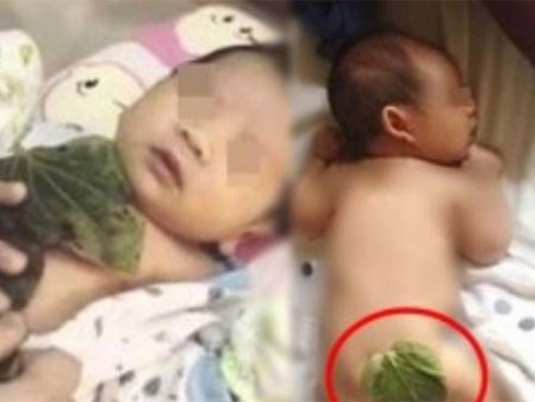 Dùng lá trầu không làm theo cách này, bé quấy khóc cũng sẽ ngủ một mạch liền tới sáng