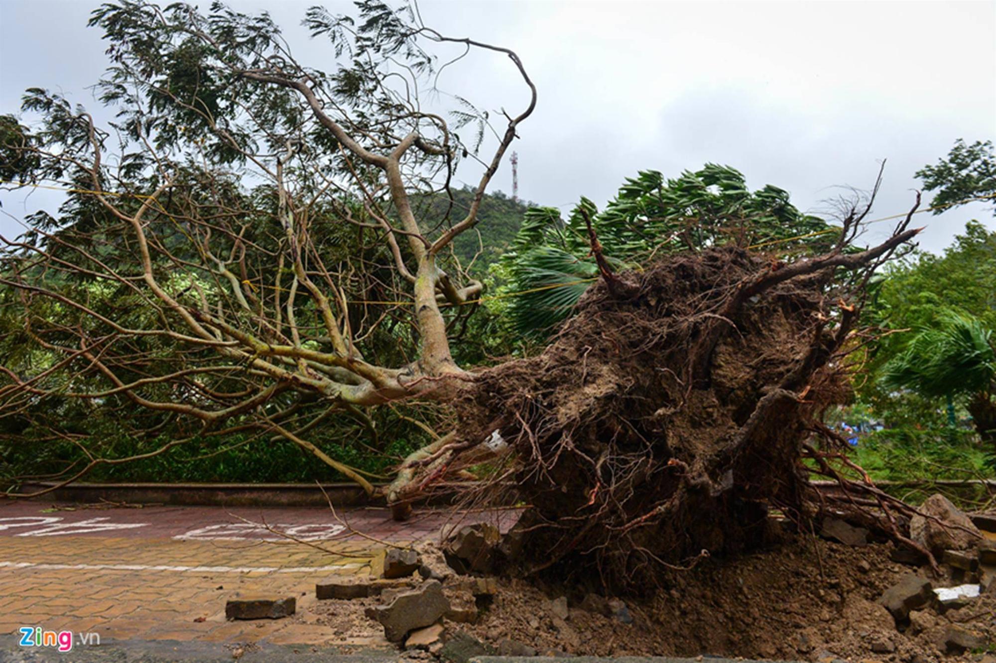 Cảnh ngổn ngang sau bão số 2 trên đảo Cát Bà-4