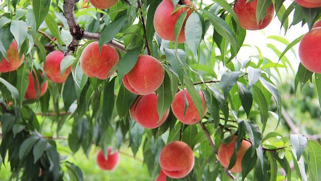 Đào tiên Nhật Bản gần 2 triệu đồng/kg, cắn răng mua cả thùng… đi biếu-3