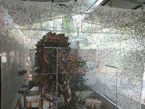 Nuôi chồn hương lãi hàng trăm triệu mỗi năm-2