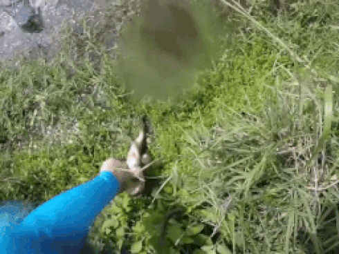 Linh dương tung cước khiến cá sấu phải quay đầu bỏ chạy-1