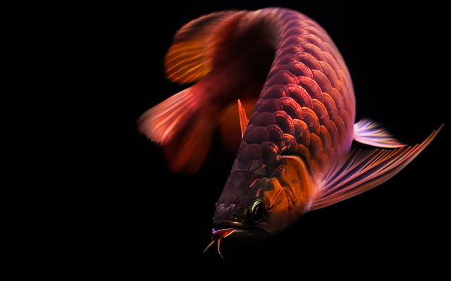 Mua cá rồng để giàu có, người phụ nữ bàng hoàng phát hiện việc này-1