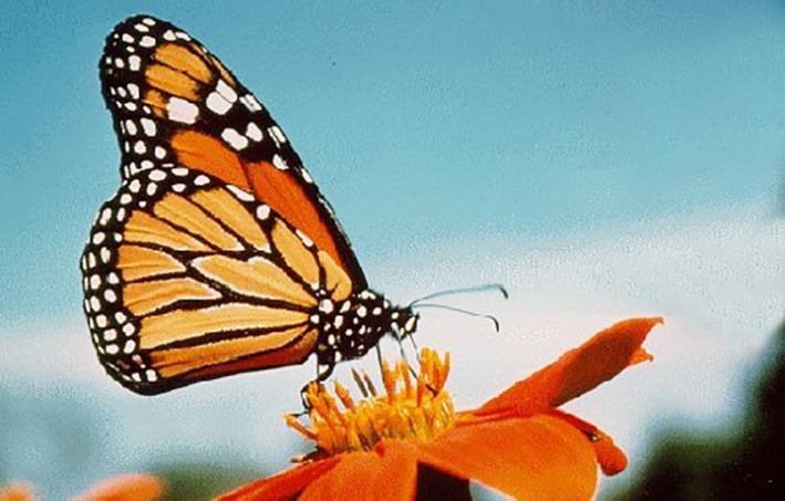 Nếu con vật này vào nhà chứng tỏ Thần Tài ghé thăm: Bạn đừng xua đuổi đánh đập mà mất lộc-1