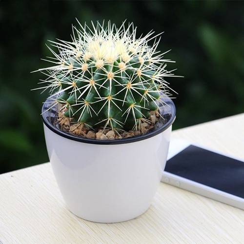 7 loại cây cảnh hút kiệt bức xạ máy tính, dân văn phòng chưa có phải mua ngay-1