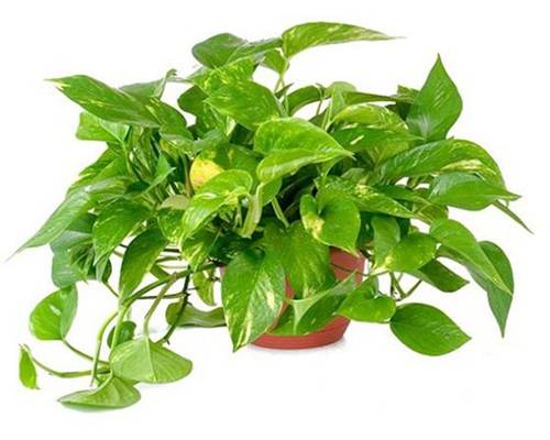 7 loại cây cảnh hút kiệt bức xạ máy tính, dân văn phòng chưa có phải mua ngay-2