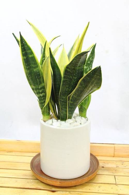 7 loại cây cảnh hút kiệt bức xạ máy tính, dân văn phòng chưa có phải mua ngay-3