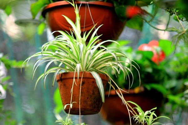 7 loại cây cảnh hút kiệt bức xạ máy tính, dân văn phòng chưa có phải mua ngay-4
