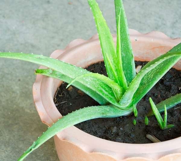 7 loại cây cảnh hút kiệt bức xạ máy tính, dân văn phòng chưa có phải mua ngay-5
