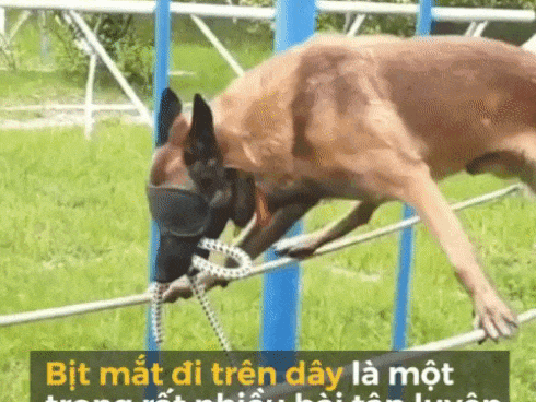 Cảnh khuyển tập luyện bịt mắt đi thăng bằng trên dây