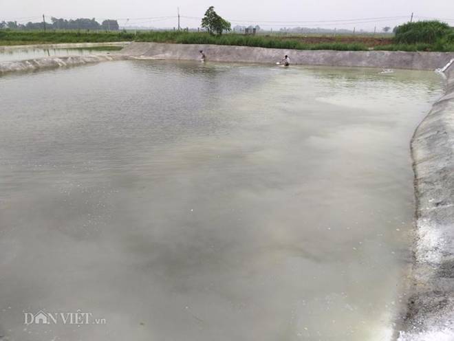 Sau bão dịch tả lợn châu Phi: Kẻ trốn nợ, người làm xe ôm...-3