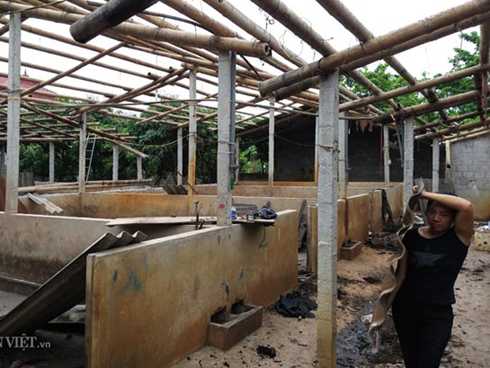 Dân nuôi lợn hóa điên, cả làng buồn như có tang sau bão dịch tả-6