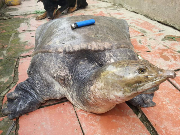 Gặp” cua đinh khủng, đại gia mạnh tay chi gần trăm triệu để sở hữu-2