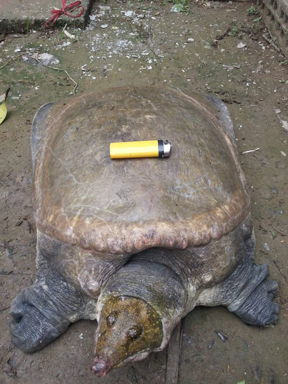 Gặp” cua đinh khủng, đại gia mạnh tay chi gần trăm triệu để sở hữu-3