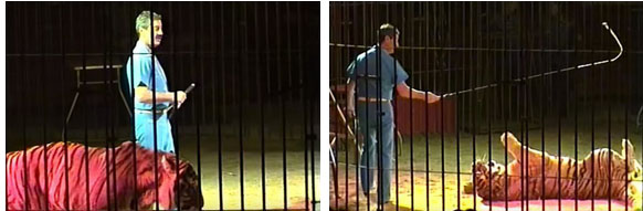 Nhà huấn luyện thú nổi tiếng thế giới bị 4 con hổ vồ chết, đồng nghiệp đứng nhìn 30 phút mà không thể cứu được-2