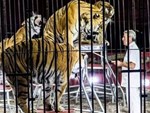 Đứng tim trước khoảnh khắc con hổ ở sở thú bất ngờ lao tới cố gắng vồ lấy cậu bé như đang săn mồi-3