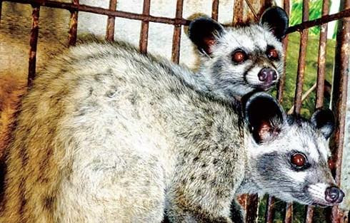 Nuôi chồn hương lãi hàng trăm triệu mỗi năm-1