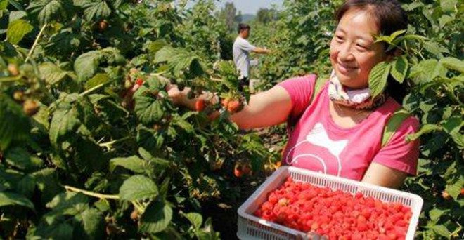 Chị nông dân trồng loại quả này, ngoảnh đi ngoảnh lại đã thành triệu phú-2