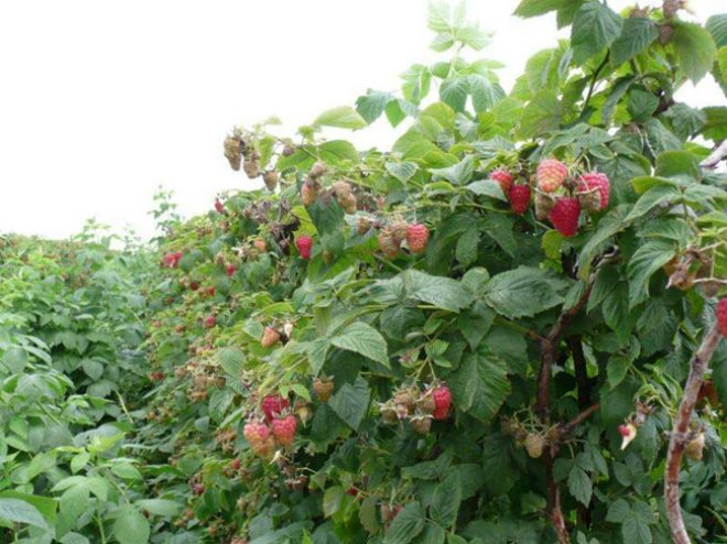 Chị nông dân trồng loại quả này, ngoảnh đi ngoảnh lại đã thành triệu phú-1