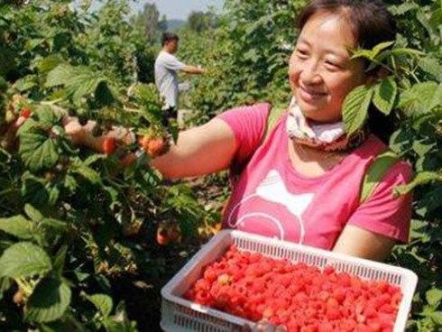 Chị nông dân trồng loại quả này, ngoảnh đi ngoảnh lại đã thành triệu phú