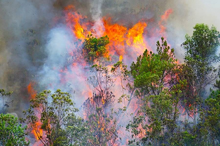 Rừng ở Đà Nẵng bốc cháy dữ dội, hơn 100 người tham gia dập lửa-1