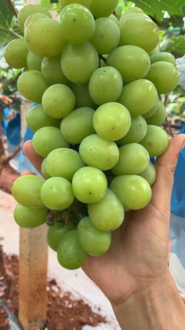 Bỏ tiền triệu mua nho sữa Trung Quốc qua mạng ăn thử và cái kết-2