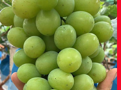 Thực hư nho sữa Nhật Bản siêu đắt bất ngờ xuống giá thê thảm-2