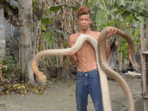 Thanh niên đùa giỡn với tử thần, tay không bắt rắn hổ mang chúa-1