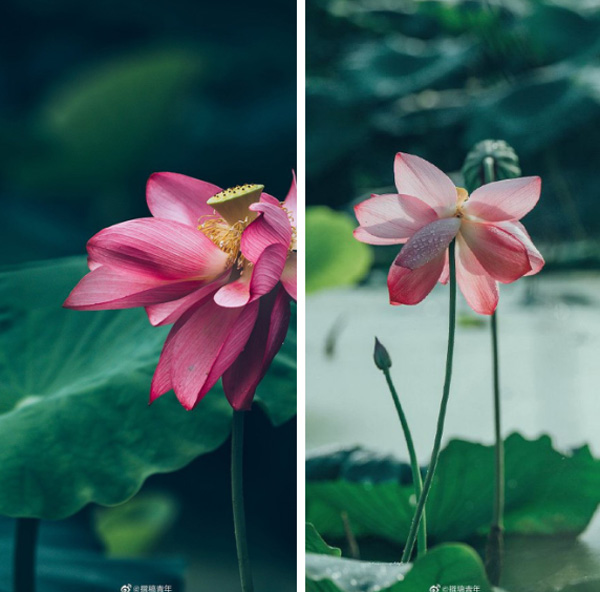 Hiếm có: Hoa sen ngủ yên trăm năm trong vườn vua nhà Thanh bất ngờ nở rộ khiến dân tình ồ ạt đến săn ảnh đẹp-1