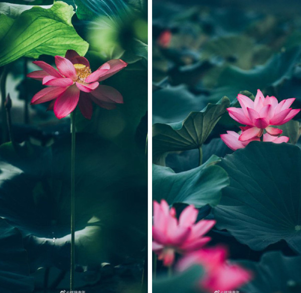 Hiếm có: Hoa sen ngủ yên trăm năm trong vườn vua nhà Thanh bất ngờ nở rộ khiến dân tình ồ ạt đến săn ảnh đẹp-2