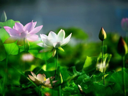 Các Phi tần nhà Thanh phải chấp nhận làm chuyện này với con từ khi sinh ra để đánh đổi quyền lực, cả Hoàng hậu cũng không ngoại lệ-3