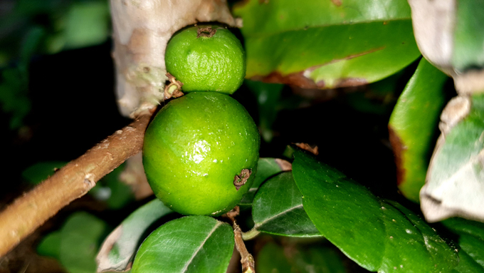 Xôn xao nho lạ Cần Thơ: Thân giống cây ổi, quả lại giống trái sung-3