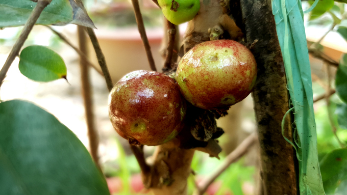 Xôn xao nho lạ Cần Thơ: Thân giống cây ổi, quả lại giống trái sung-5