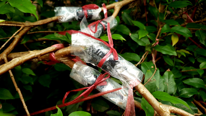 Xôn xao nho lạ Cần Thơ: Thân giống cây ổi, quả lại giống trái sung-6