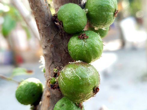 Sốt chưa từng có, giá tăng nhanh hơn vàng, xót ruột như xát muối ớt-2