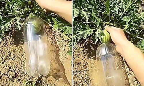 Nhét quả dưa hấu vào chai nhựa, tưởng kỳ lạ nhưng cuối cùng nhà nhà muốn học theo-1
