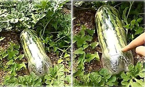 Nhét quả dưa hấu vào chai nhựa, tưởng kỳ lạ nhưng cuối cùng nhà nhà muốn học theo-2