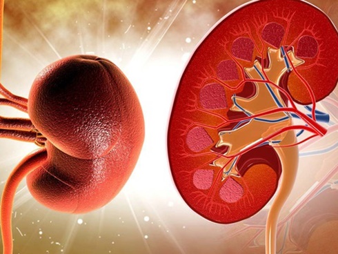 6 loại thực phẩm mà thận thích mê, càng ăn càng bổ, người muốn thận khỏe không nên bỏ qua-2