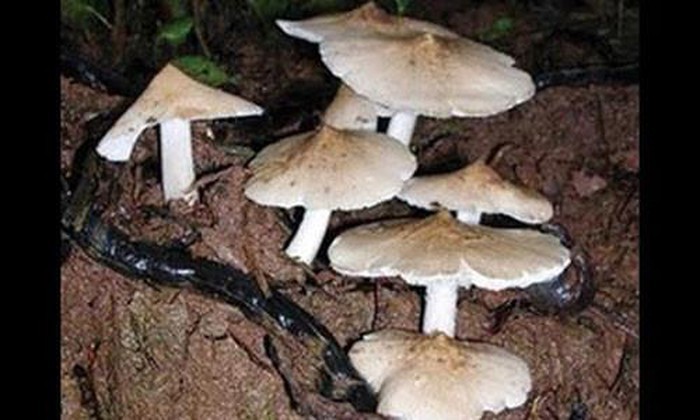 Những loại lộc trời một năm chỉ có một lần ở Việt Nam-1