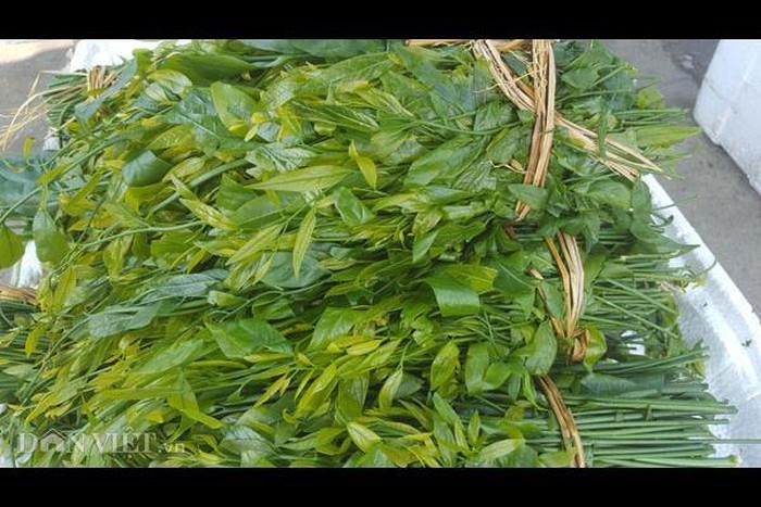 Những loại lộc trời một năm chỉ có một lần ở Việt Nam-2