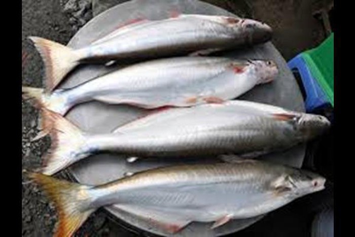 Những loại lộc trời một năm chỉ có một lần ở Việt Nam-6