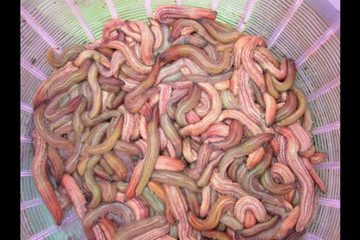 Những loại lộc trời một năm chỉ có một lần ở Việt Nam-7