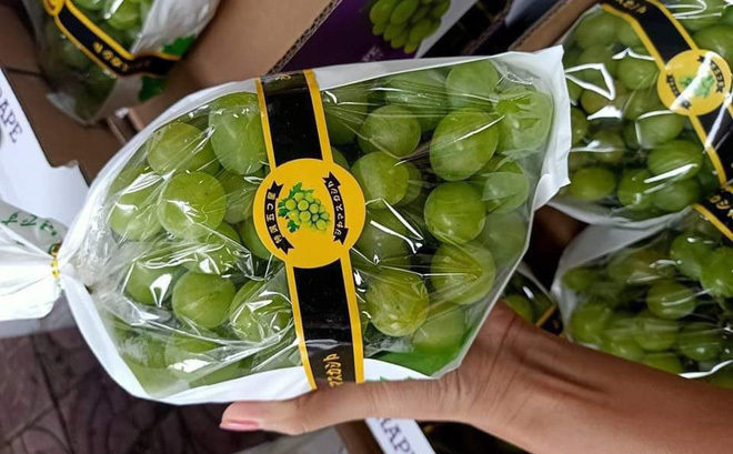 Thực hư nho sữa Nhật Bản siêu đắt bất ngờ xuống giá thê thảm-1