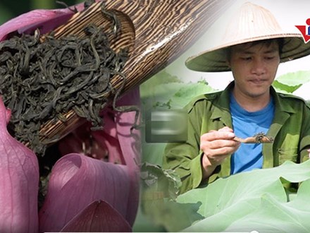Cử nhân báo chí bỏ phố về quê trồng chè, ướp sen giá chục triệu 1kg