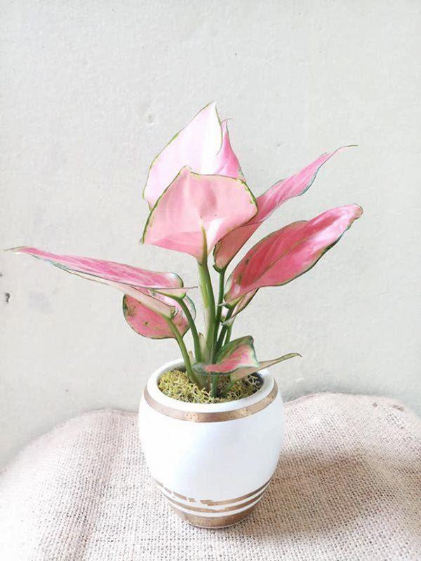 4 loại cây đặt lên bàn thờ sự nghiệp hanh thông, vượng khí tăng lên 10 lần-2