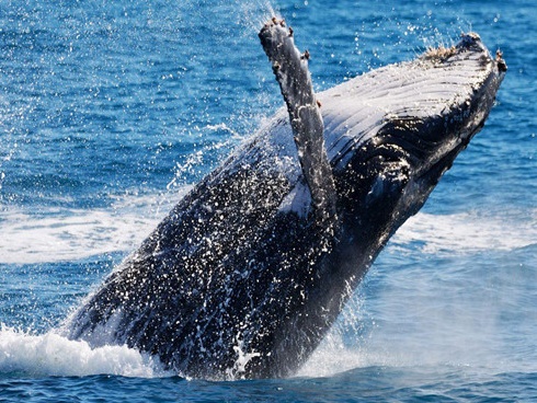 Cuộc chạm trán thót tim giữa cá voi xanh khổng lồ và nhóm người lướt sóng-3